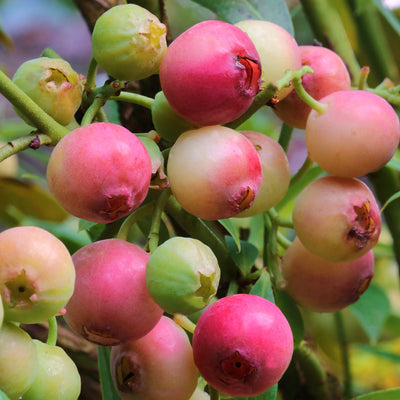 Klimplant Vaccinium corymbosum pink berry (Rode bes)