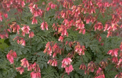 Gebroken hartjes (Dicentra formosa 'Luxuriant')