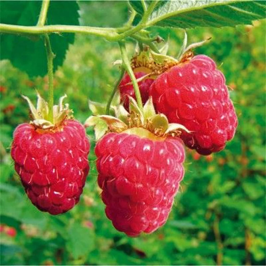 Klimplant Rubus idaeus 'Glen Ample' (Rode framboos) - 