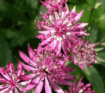 Zeeuws knoopje (Astrantia major 'Ruby Wedding')