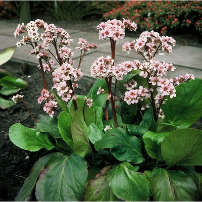 schoenlappersplant - Bergenia 'Silberlicht'