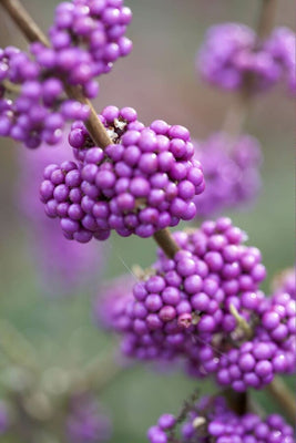 Schoonvrucht (Callicarpa bodinieri 'Profusion')