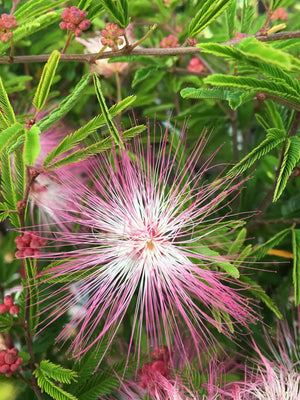 Surinaamse poederkwast (Calliandra surinamensis 'Dixie Pink')