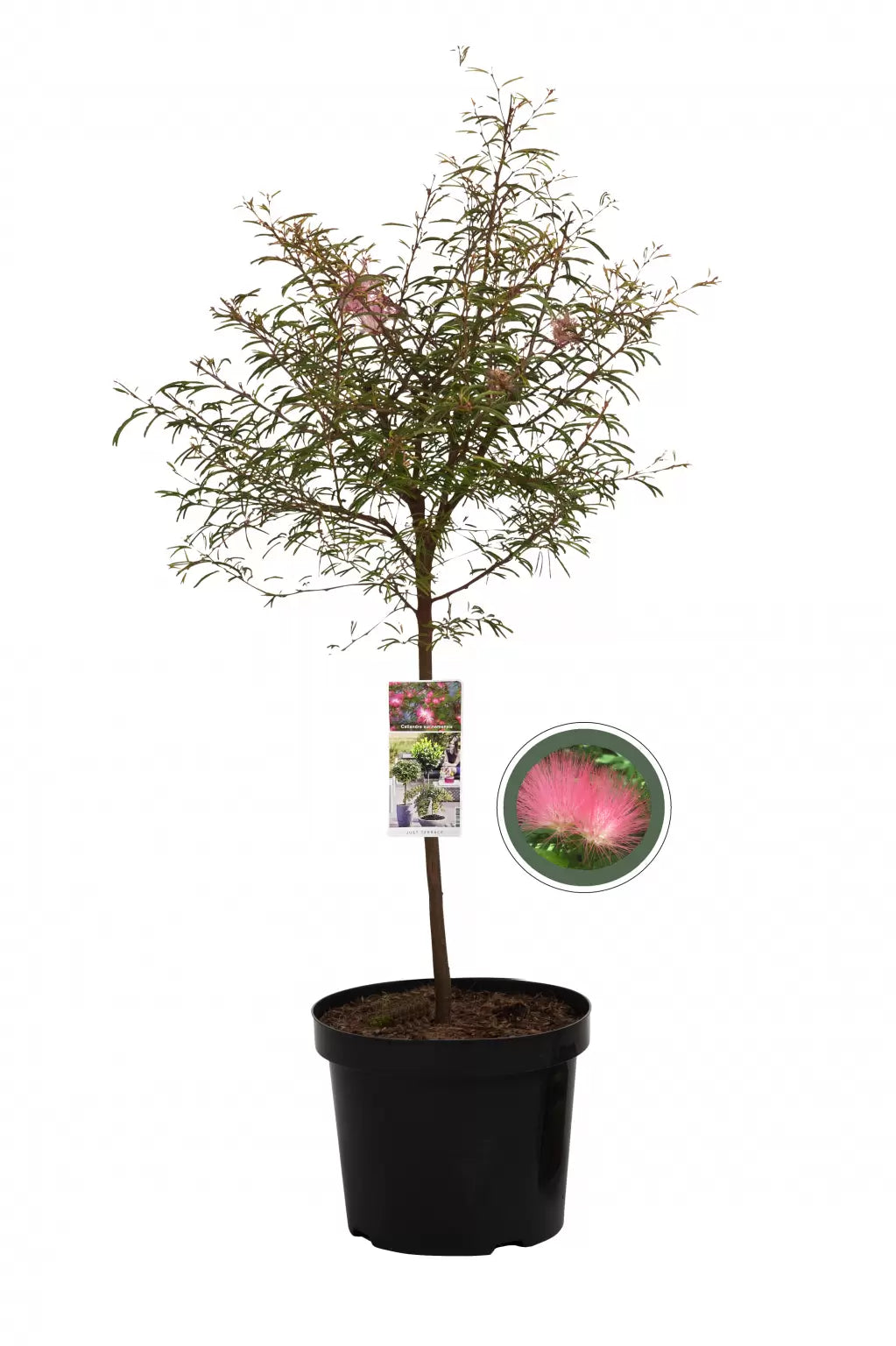 Surinaamse poederkwast (Calliandra surinamensis 'Dixie Pink') - Heesters