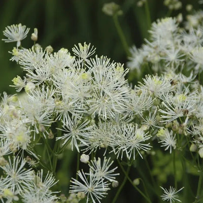 Ruit (Thalictrum 'Nimbus Alba')