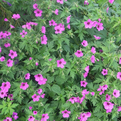 Ooievaarsbek (Geranium 'Patricia')