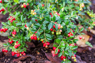 Klimplant Vaccinium vitis-idaea (Vossebes)