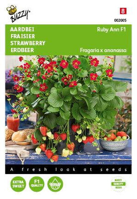 Hangaardbei Ruby Ann F1 roodbloeiend