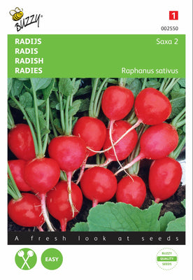 Radijs Saxa 2