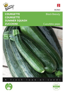 Courgette Black Beauty - Verte De Milan