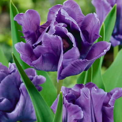 Tulipa Blue Parrot, Parkiet - 12 stuks