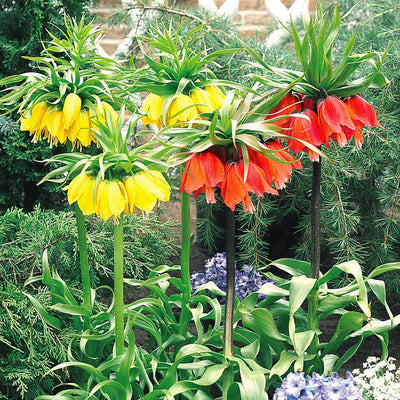 Fritillaria Imperialis Mixed - 3 stuks