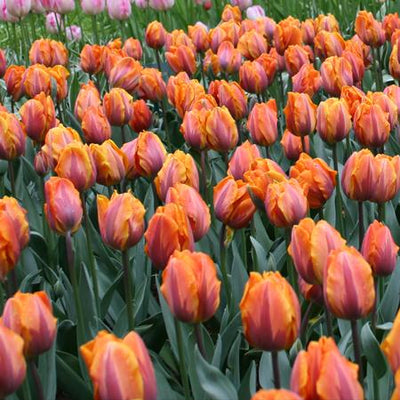 Tulipa Prinses Irene, Triumph - 20 stuks