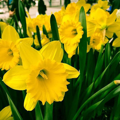 Narcis Trompet, Geel - 20 stuks