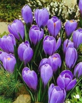 Crocus Grootbloemig, Blauw - 25 stuks