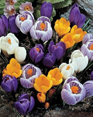 Crocus Grootbloemig, Mix - 30 stuks