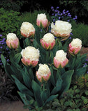 Tulipa Ice Cream - 5 stuks