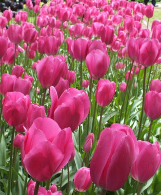 Tulipa Don Quichotte, Triumph - 20 stuks