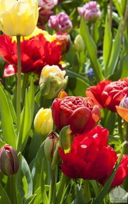 Tulipa Dubbel Mix - 20 stuks