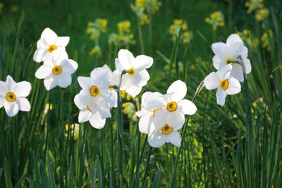 Narcis Actea - 12 stuks