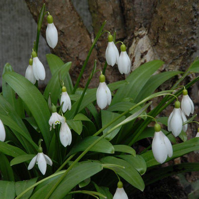 Galanthus Woronowii - 25 stuks