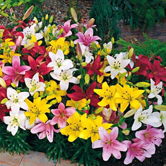 Lilium Mix - 5 stuks