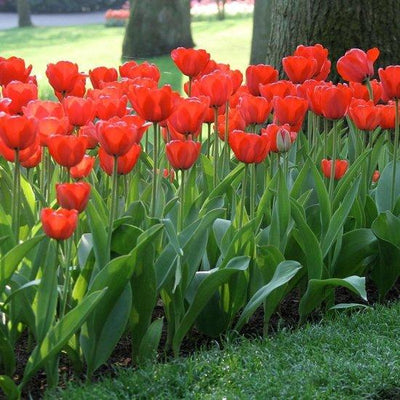 Tulipa Apeldoorn Rood, Darwin - 15 stuks