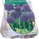 Allium Aflatunense Purple Sensation - 15 stuks