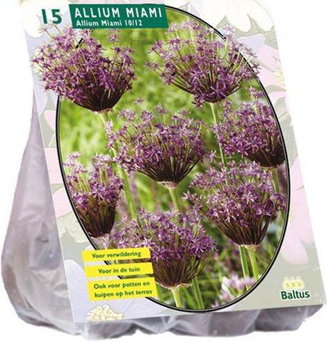 Allium Miami - 15 stuks