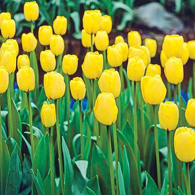 Tulipa Apeldoorn Geel, Darwin - 15 stuks