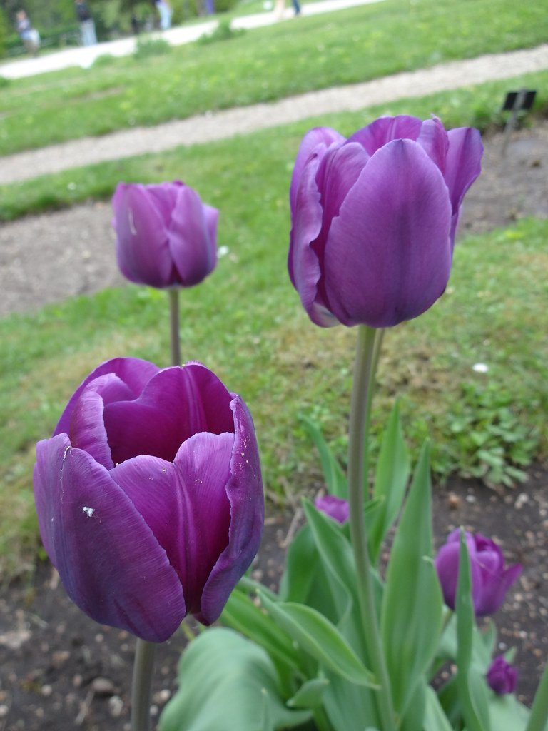 Tulipa Negrita, Triumph - 20 stuks - Bloembollen