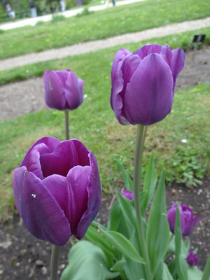 Tulipa Negrita, Triumph - 20 stuks