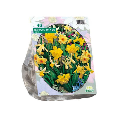 Narcis Mini Mix - 25 stuks