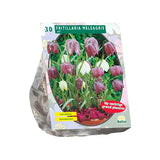 Fritillaria Meleagris - 30 stuks