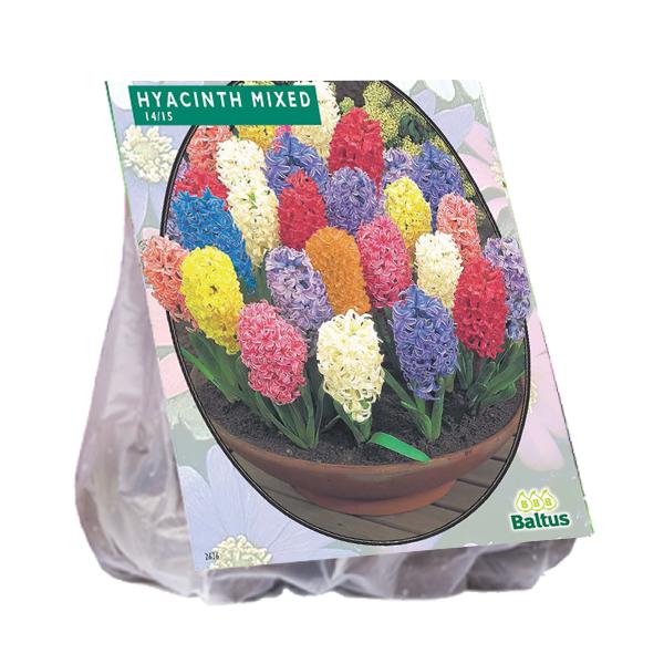 Hyacinth, Mix - 15 stuks - Bloembollen