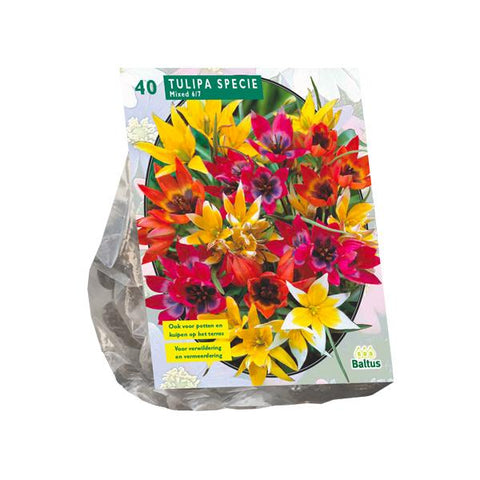 Tulipa Specie mix - 40 stuks