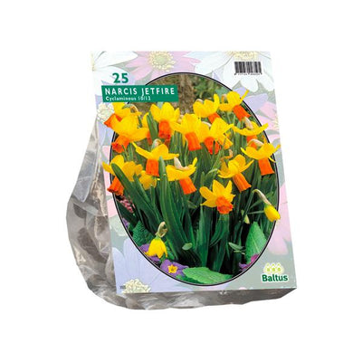 Narcis Mini Jetfire, Geel/Oranje - 25 stuks