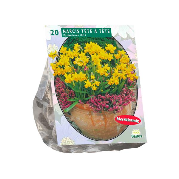 Narcis Mini Tête à Tête - 20 stuks - Bloembollen