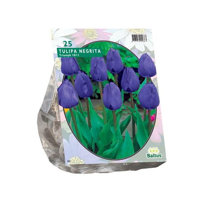 Tulipa Negrita, Triumph - 20 stuks - Bloembollen