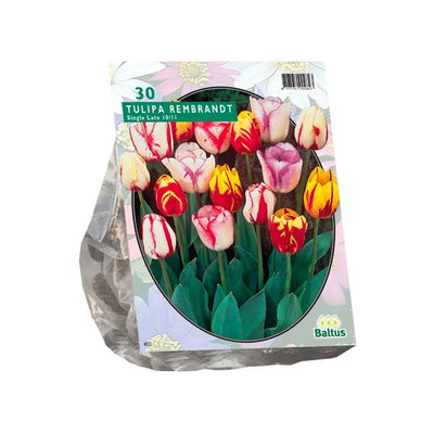 Tulipa Rembrandt Mix - 20 stuks