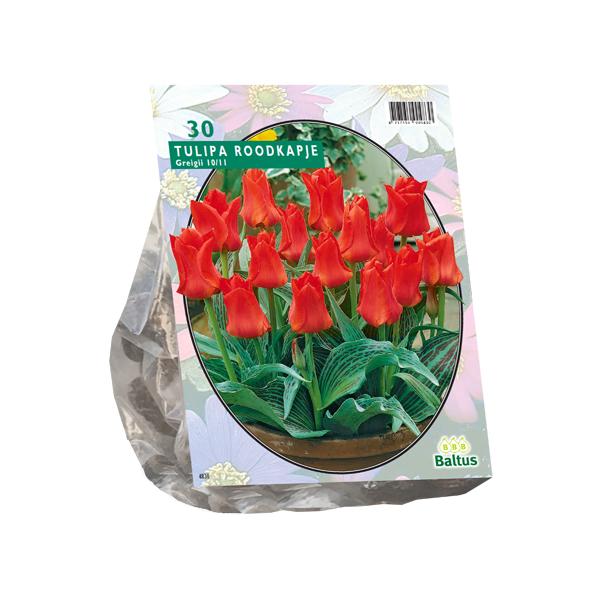 Tulipa Roodkapje, Greigii - 25 stuks - Bloembollen