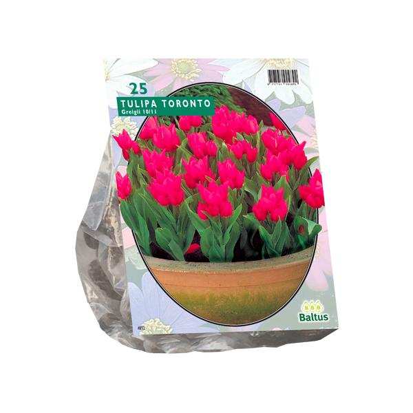 Tulipa Toronto, Greigii - 15 stuks - Bloembollen