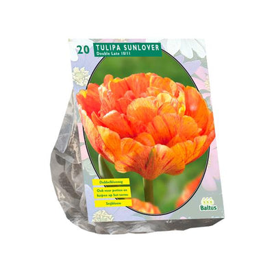 Tulipa Dubbel Laat Sunlover - 20 stuks