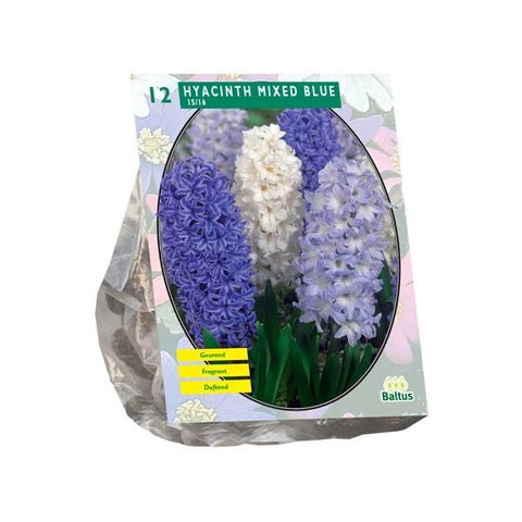 Hyacinth Mixed Blue - 12 stuks