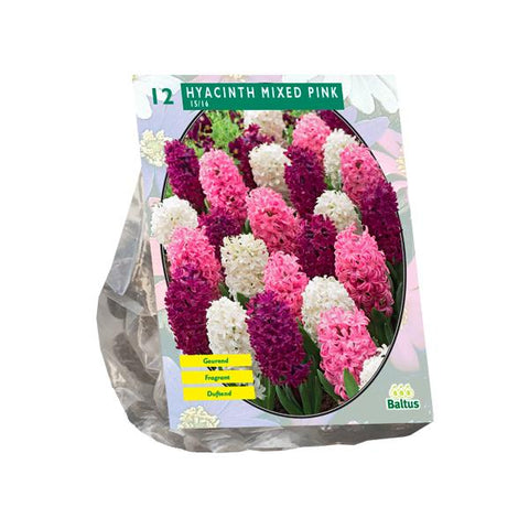 Hyacinth Mixed Pink - 12 stuks