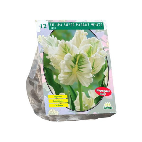 Tulipa White Parrot, Parkiet - 12 stuks