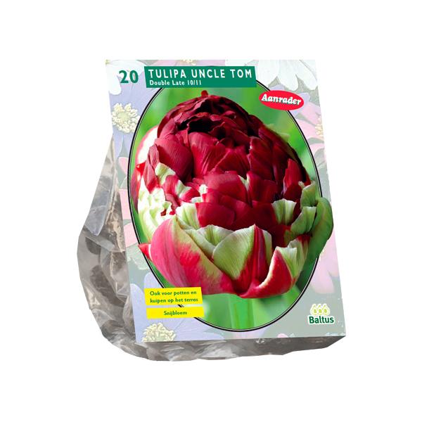 Tulipa Dubbel Laat Uncle Tom - 20 stuks - Bloembollen