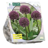 Allium Ostara - 5 stuks
