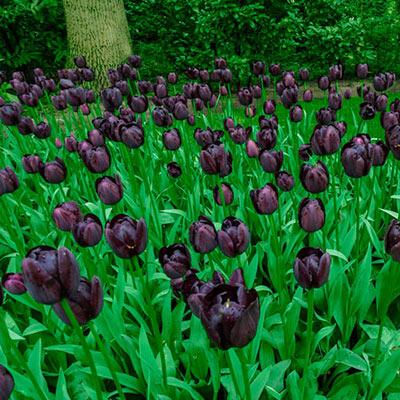 Tulipa Queen of Night, Enkel Laat - 15 stuks