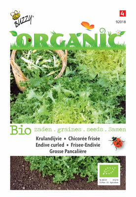 Krulandijvie Grosse Pancalière (BIO)